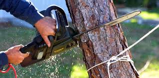 Best Tree and Shrub Care  in Independence, OH