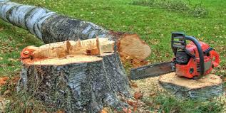 Best Fruit Tree Pruning  in Independence, OH