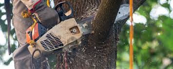 Best Lawn Dethatching  in Independence, OH