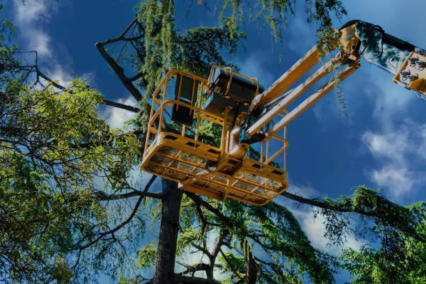 Best Tree Trimming and Pruning  in Independence, OH