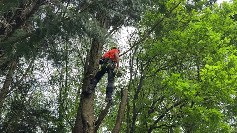 Best Tree Disease Treatment  in Independence, OH