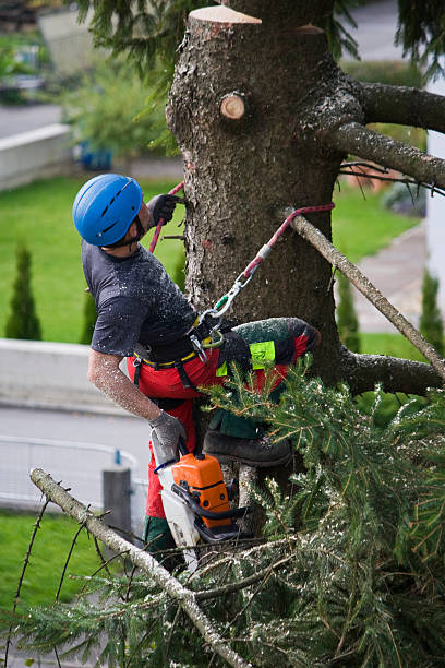 Best Tree Preservation Services  in Independence, OH