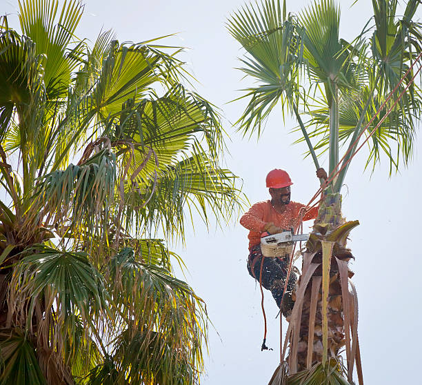 Best Arborist Consultation Services  in Independence, OH