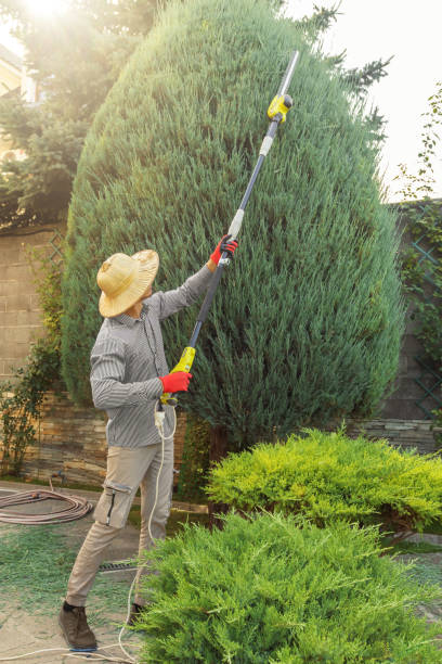  Independence, OH Tree Services Pros
