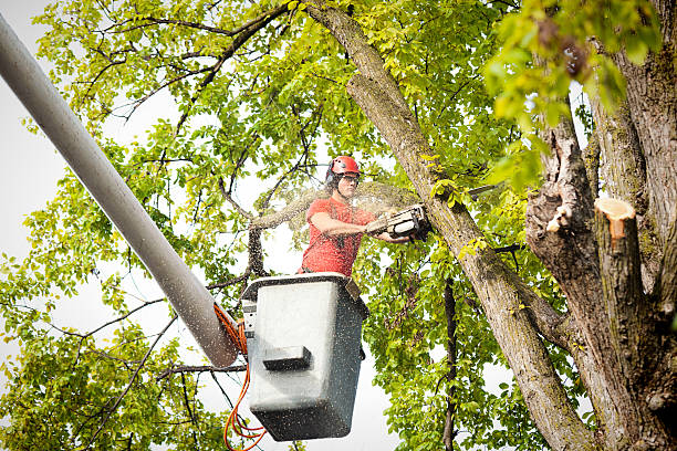 Best Root Management and Removal  in Independence, OH