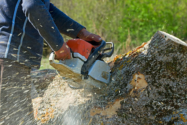 Best Tree Mulching  in Independence, OH