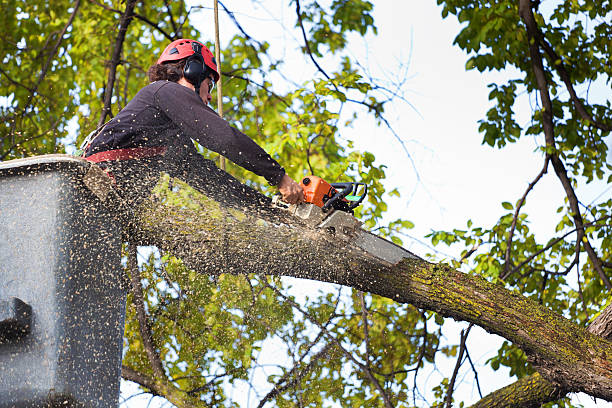 Best Utility Line Clearance  in Independence, OH