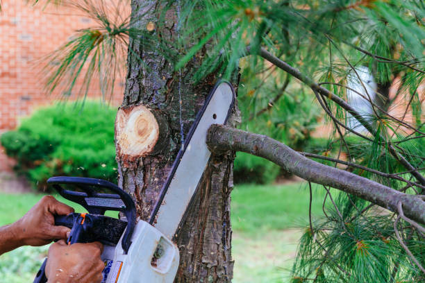 How Our Tree Care Process Works  in  Independence, OH