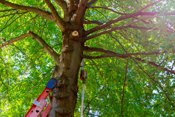 Professional Tree Services in Independence, OH